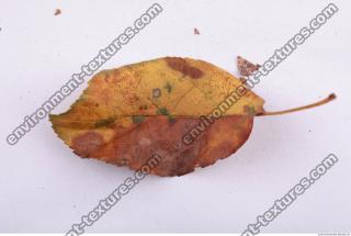 Leaves Dead 0057